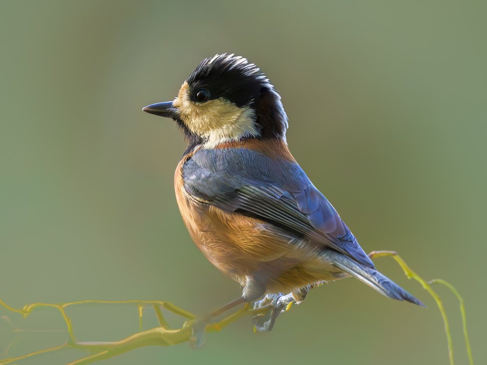 Vibrant Tit Perched