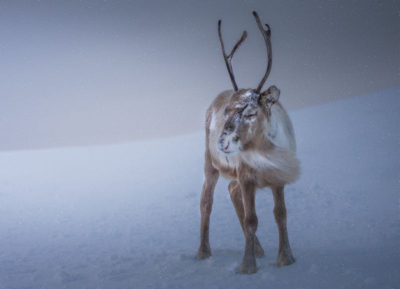 Majestic Winter Reindeer