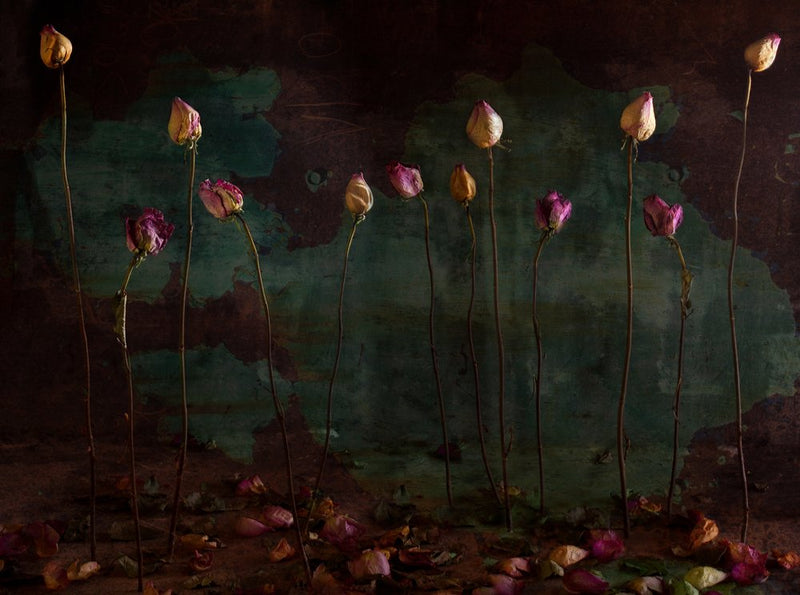 Moody Dried Roses
