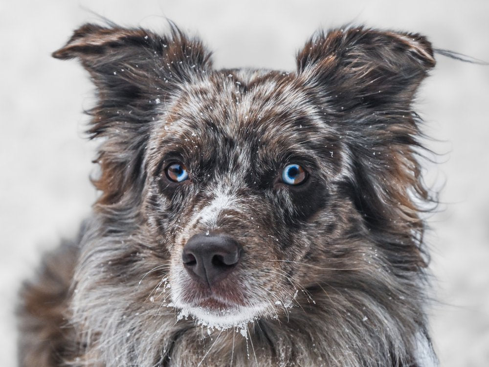 Watchful Blue-Eyed Dog
