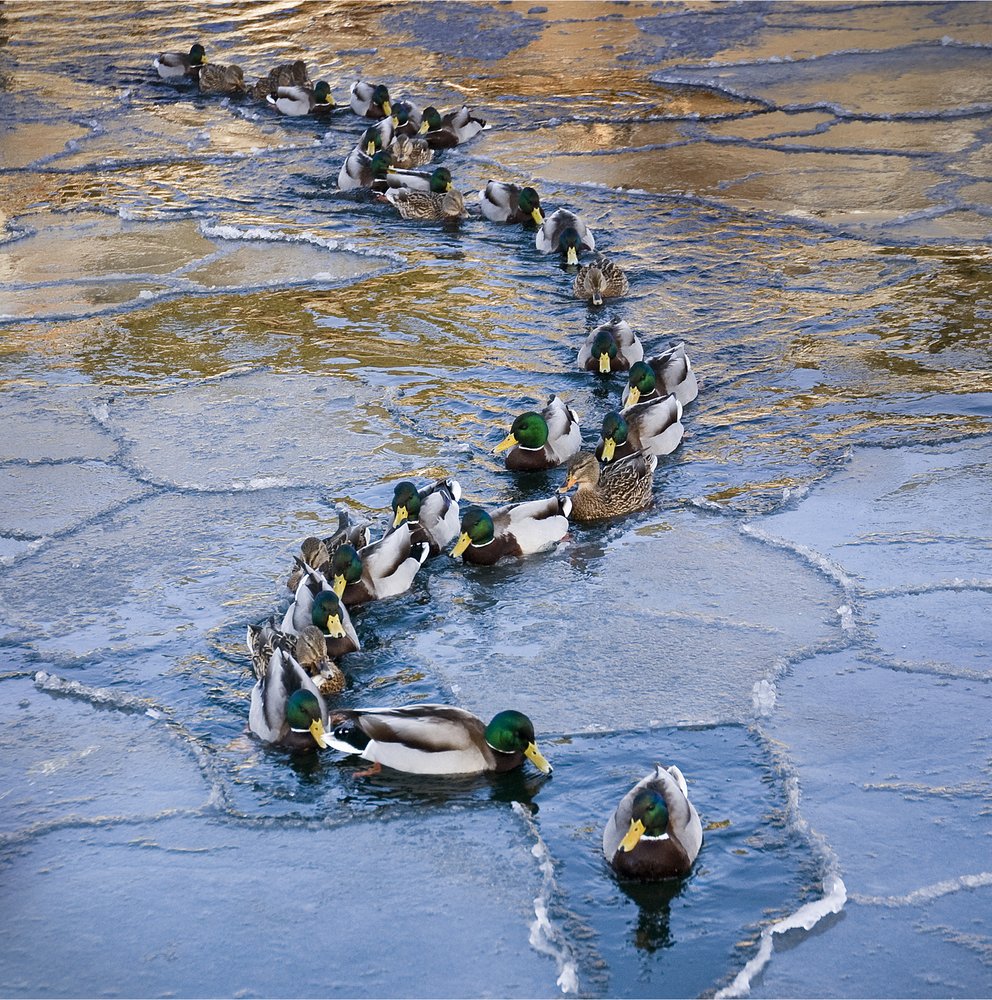 Icy Mallard Path