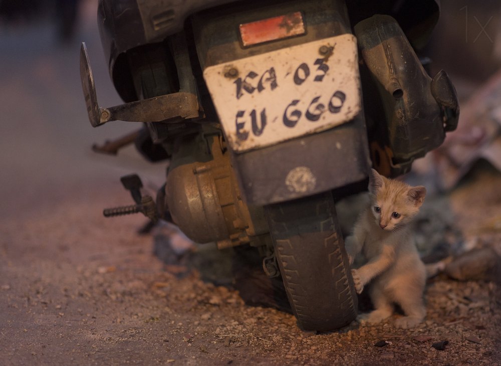 Curious Street Kitten
