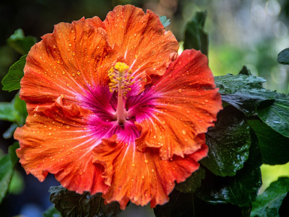 Vibrant Orange Hibiscus