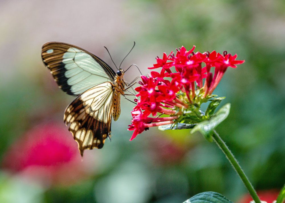 Butterfly On Red Flower Cluster