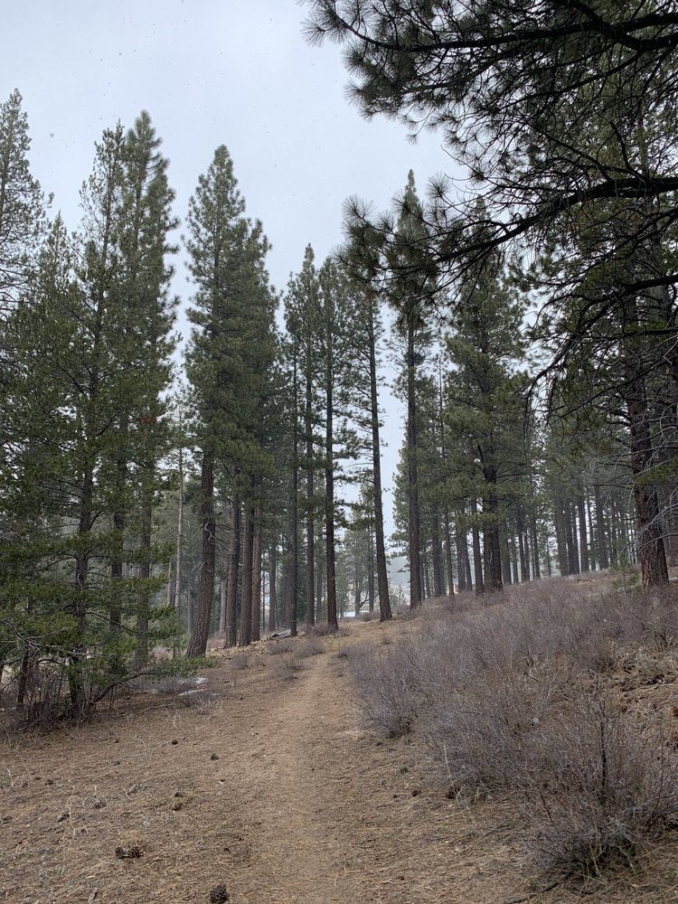 Forest Path Uphill