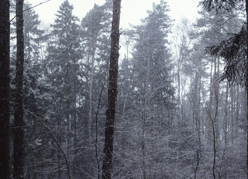 Serene Snowy Forest