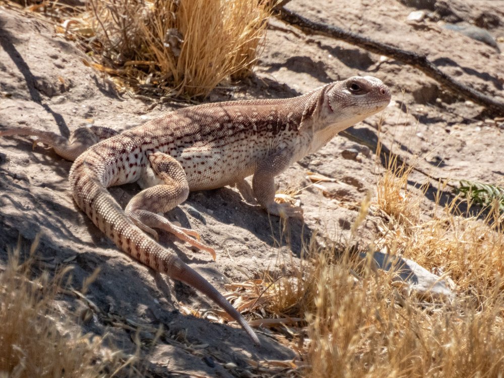 Desert Lizard Watching