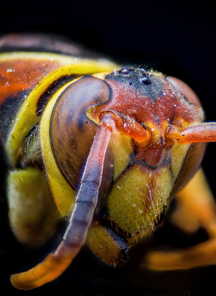 Vibrant Wasp Head