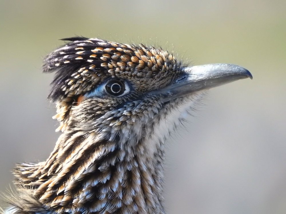 Desert Roadrunner Profile