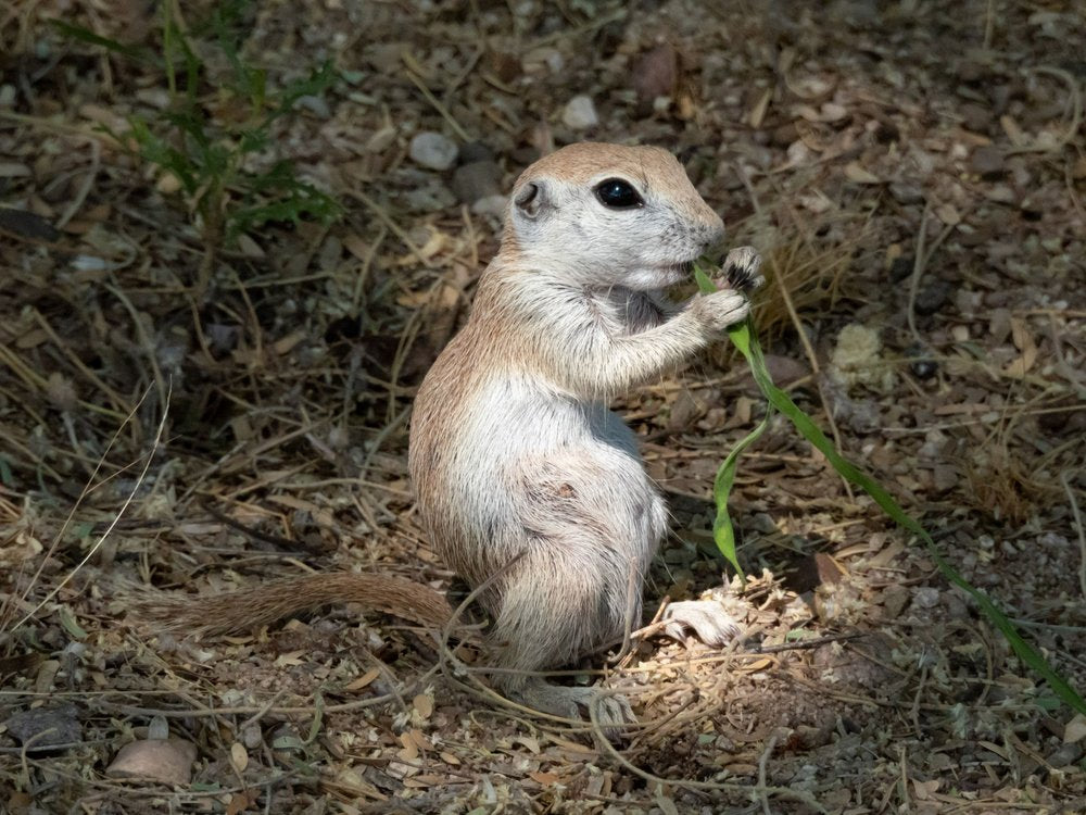 Ground Squirrel Eating Grass