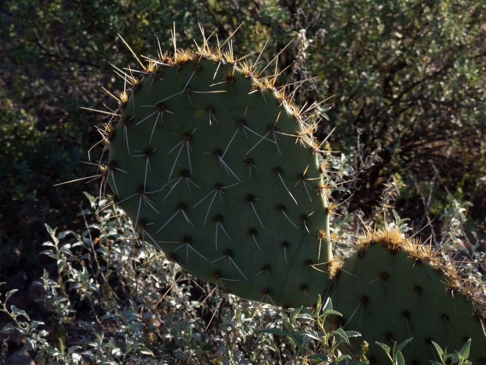 Spiky Desert Beauty