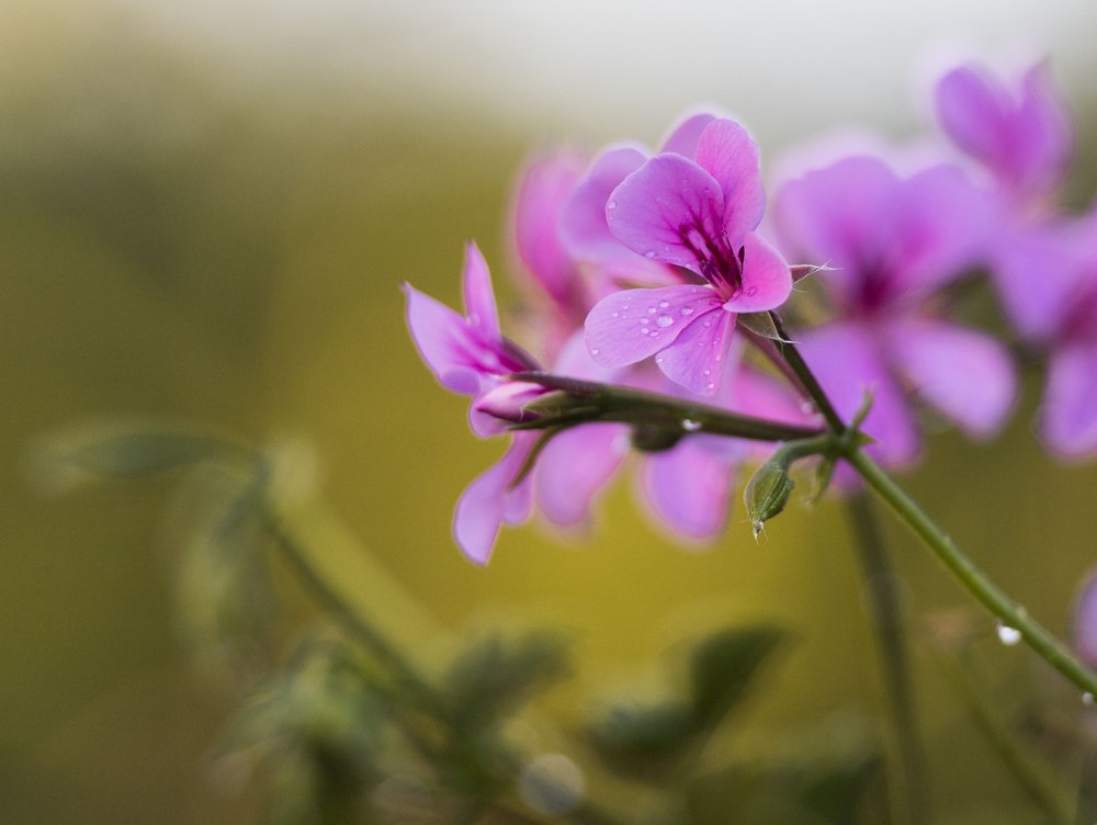 Delicate Pink Blooms