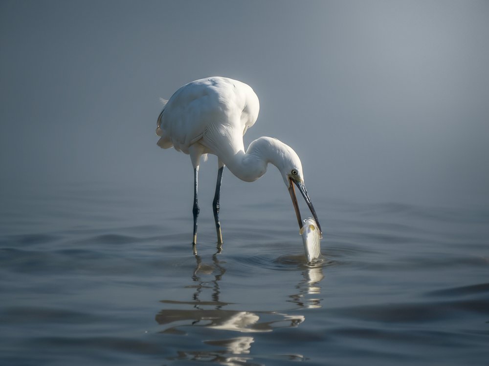 Egret Catches Fish