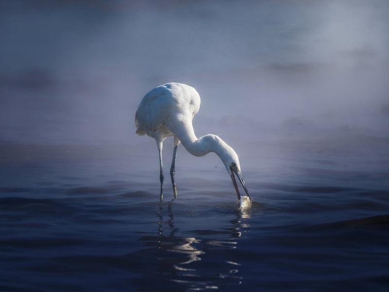 Elegant Egret Fishing