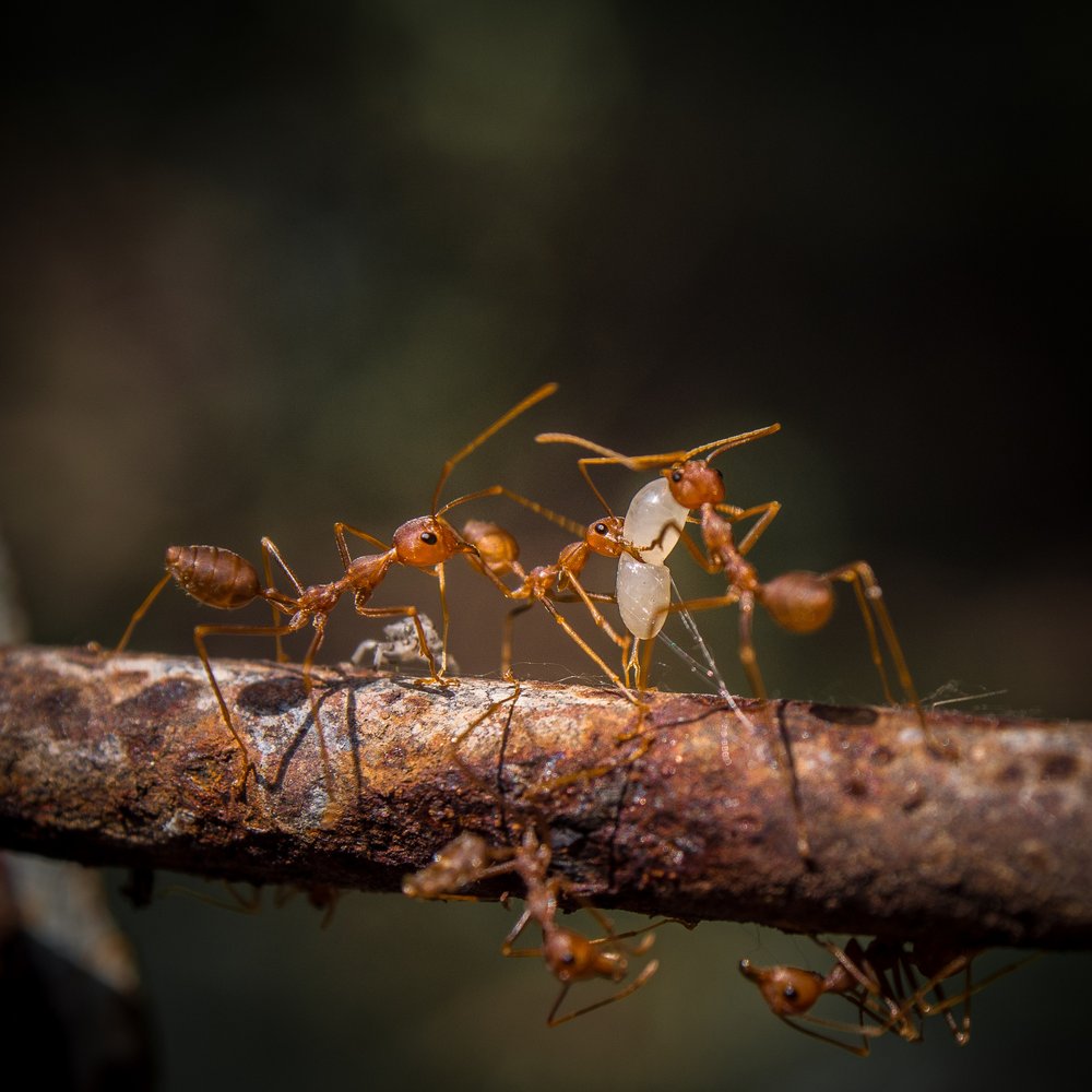 Weaver Ants Teamwork