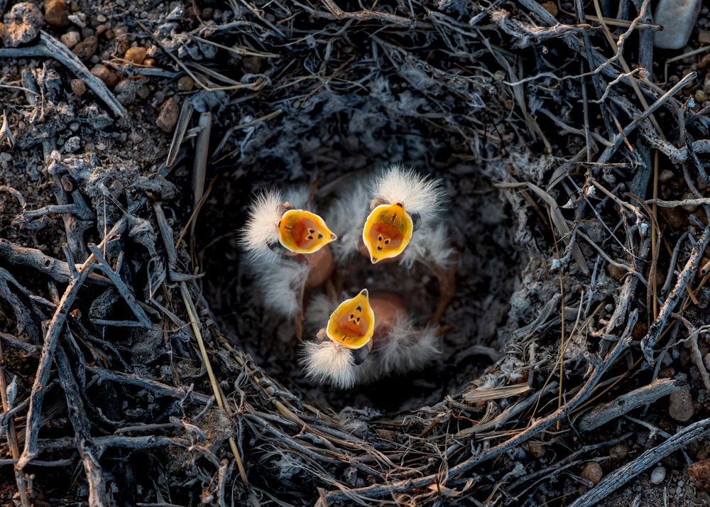 Hungry Baby Birds