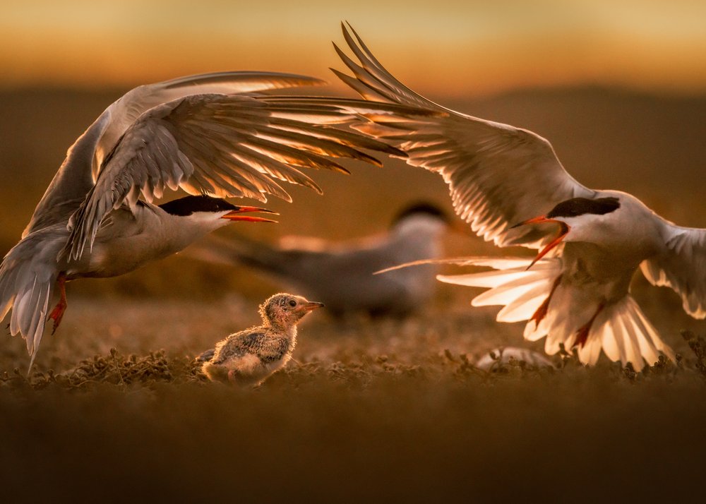 Sunset Tern Family