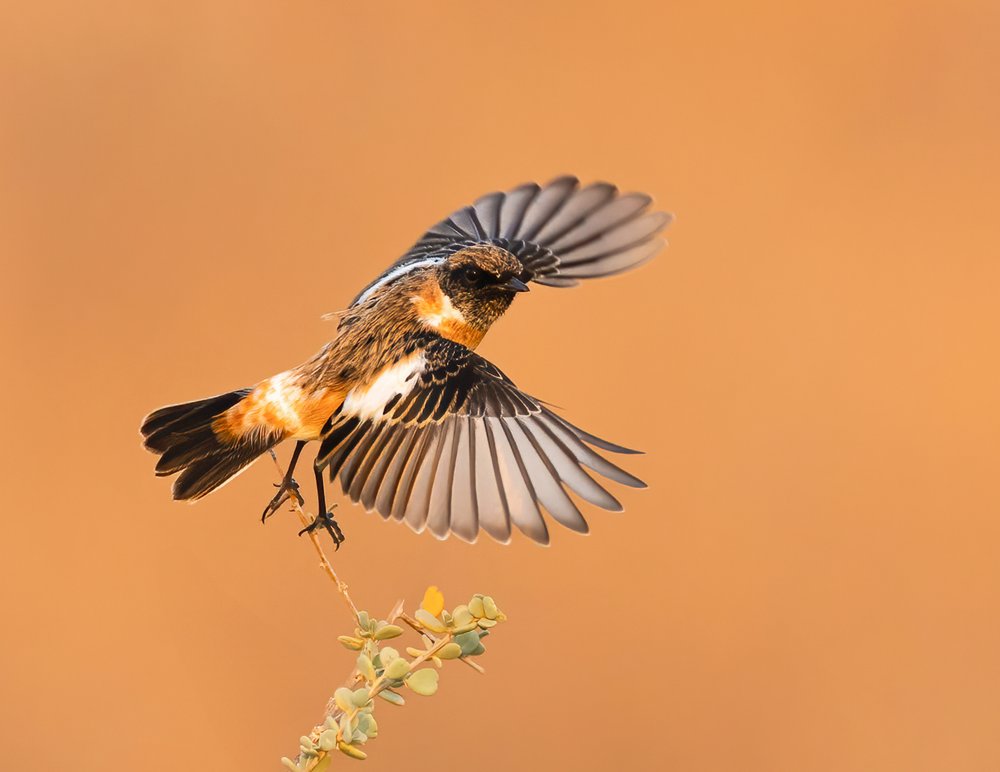 Orange Bird in Flight