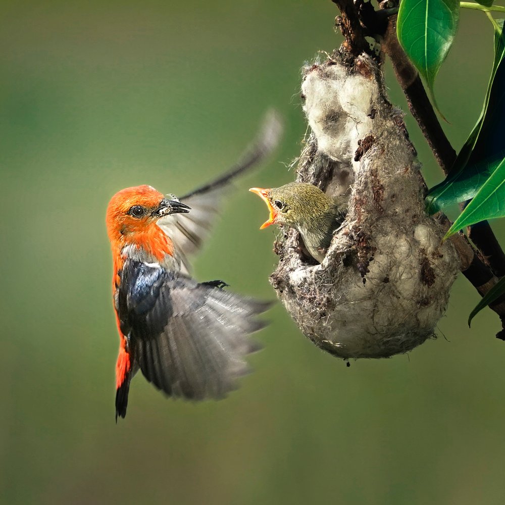 Orange Bird Feeds Chick