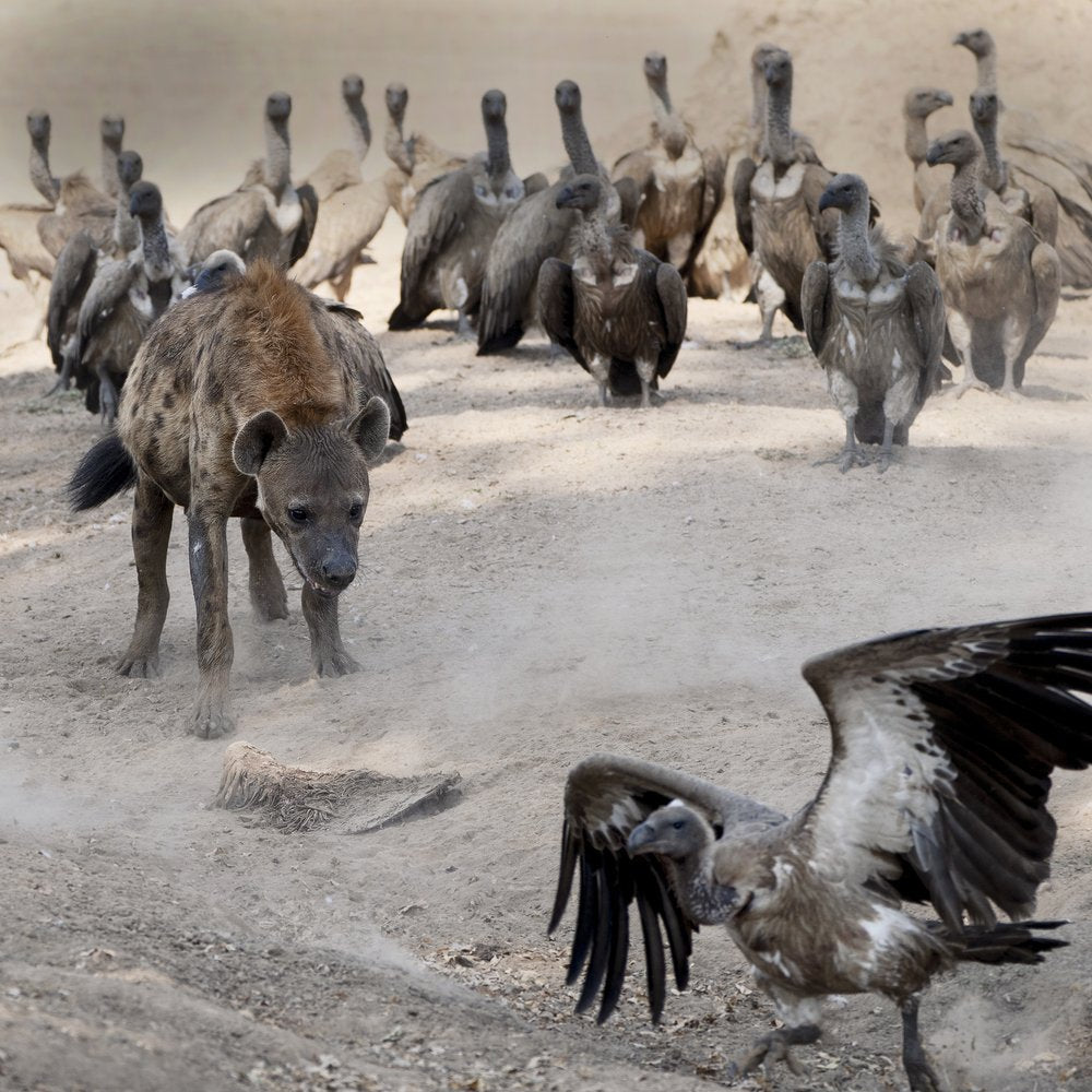Hyena Vulture Confrontation