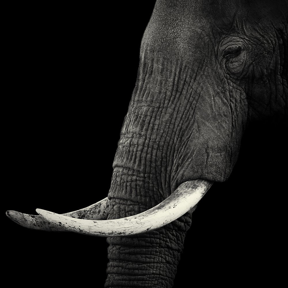 Majestic Elephant Profile