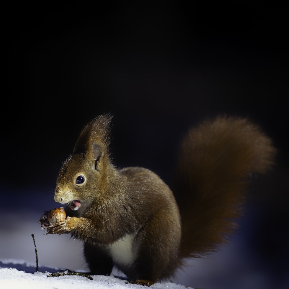Red Squirrel's Winter Snack