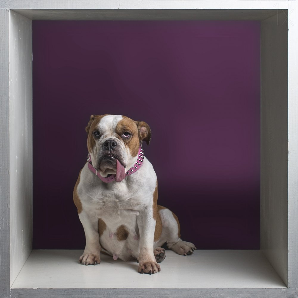 Funny Bulldog Portrait