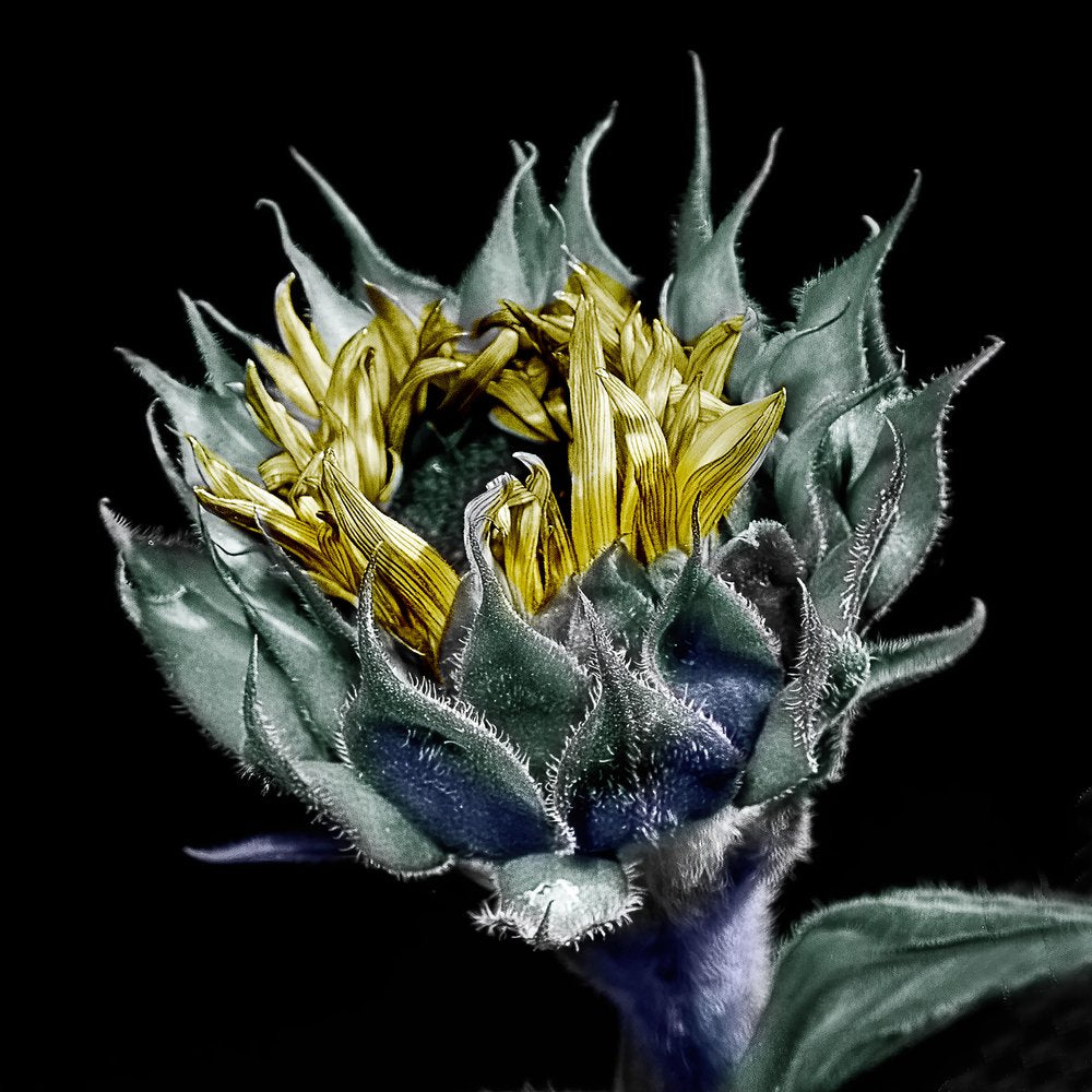 Emerging Sunflower Bud
