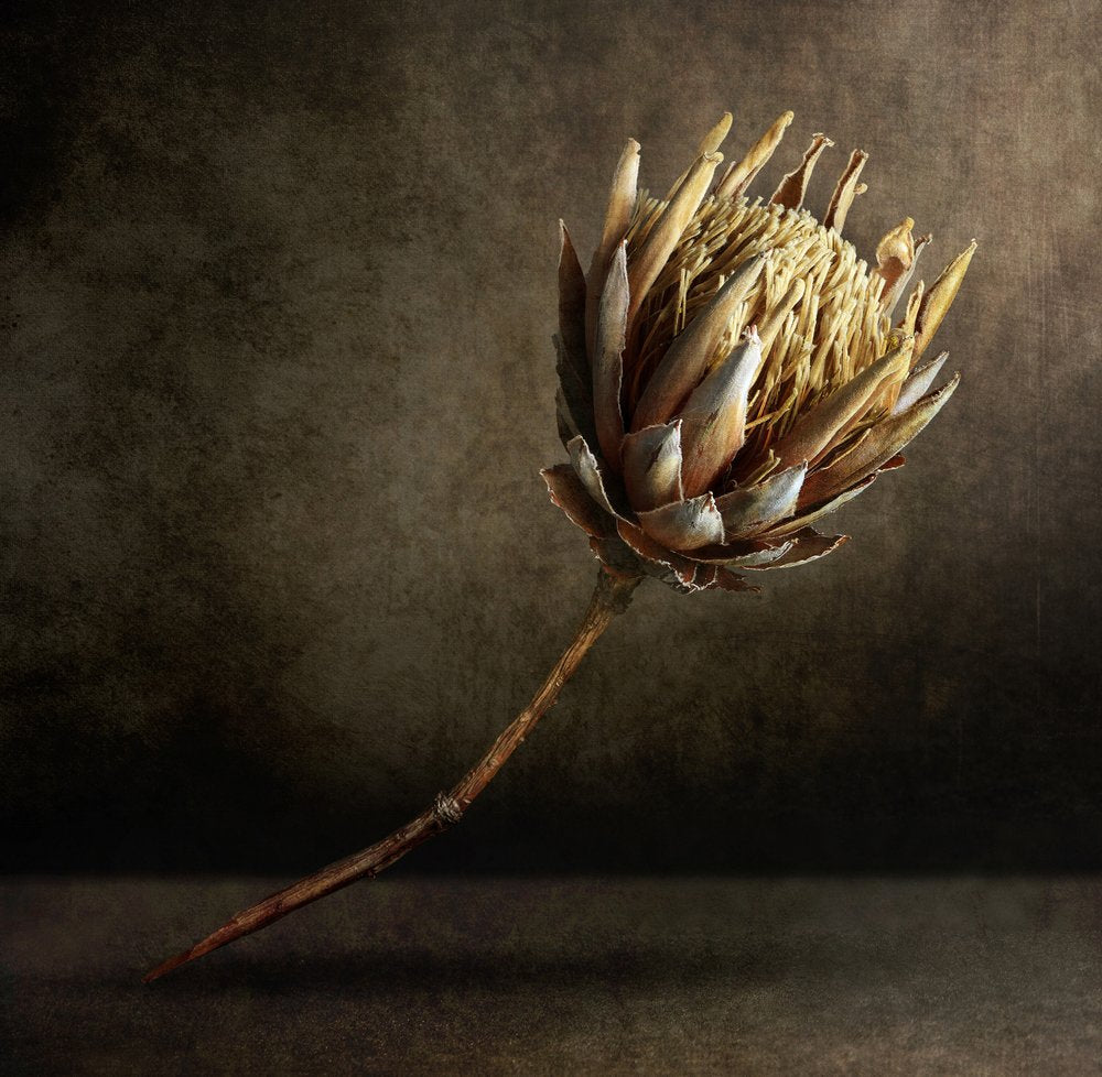 Golden Dried Protea