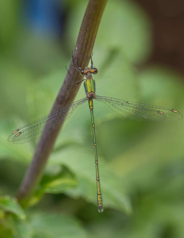 Vibrant Green Damselfly