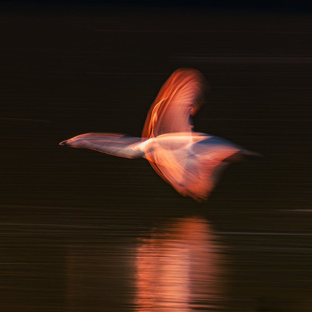 Abstract Glowing Bird