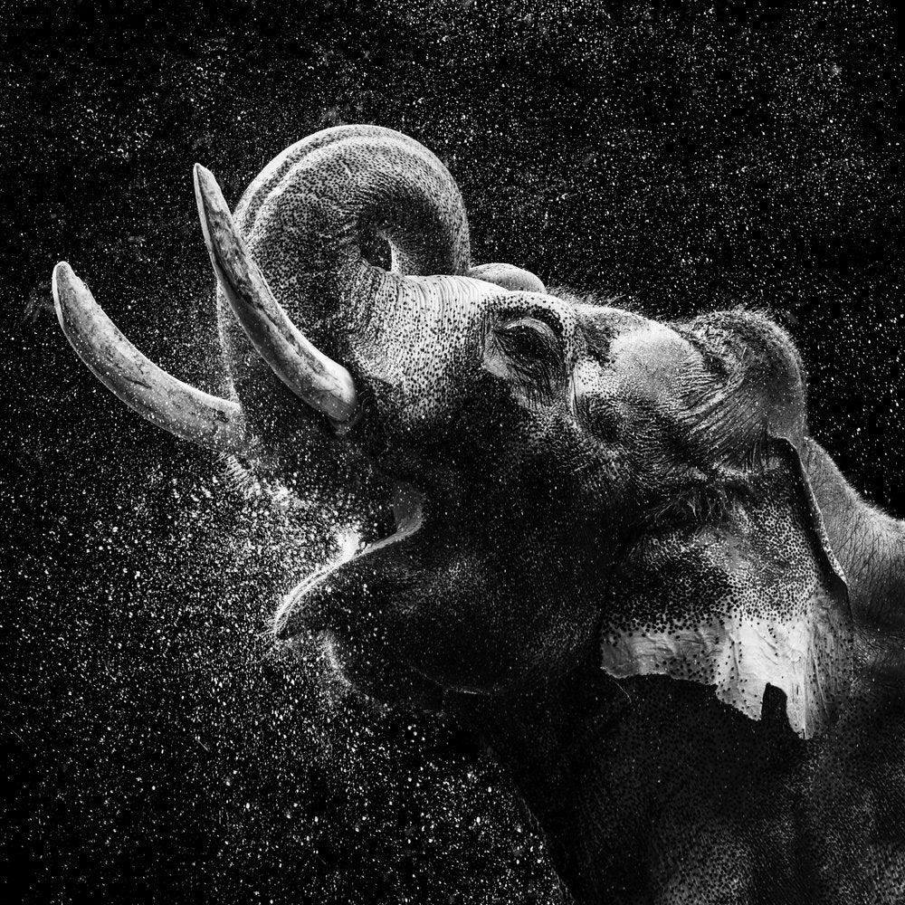 Majestic Elephant Spray
