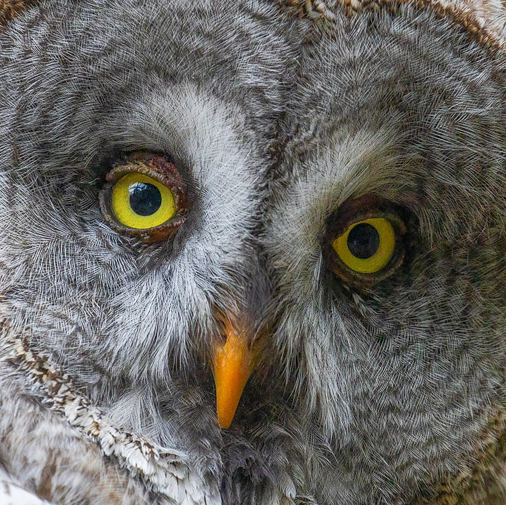 Majestic Owl Portrait