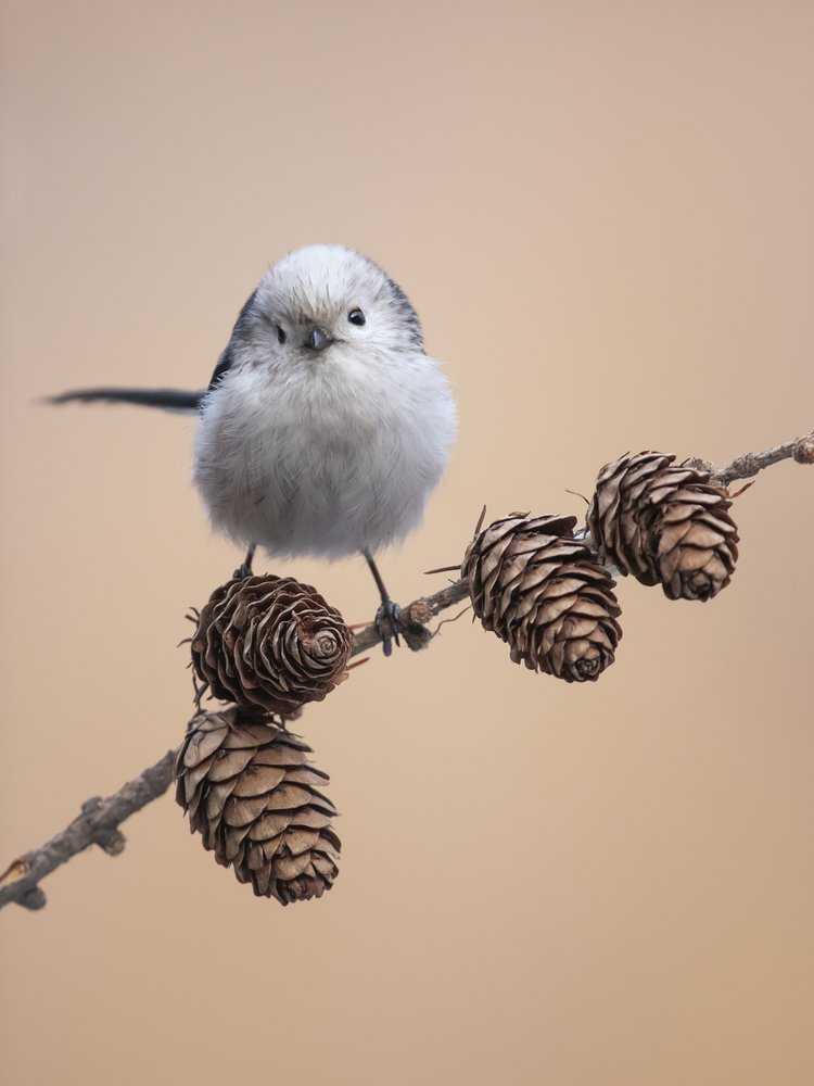 Fluffy Long-tailed Tit