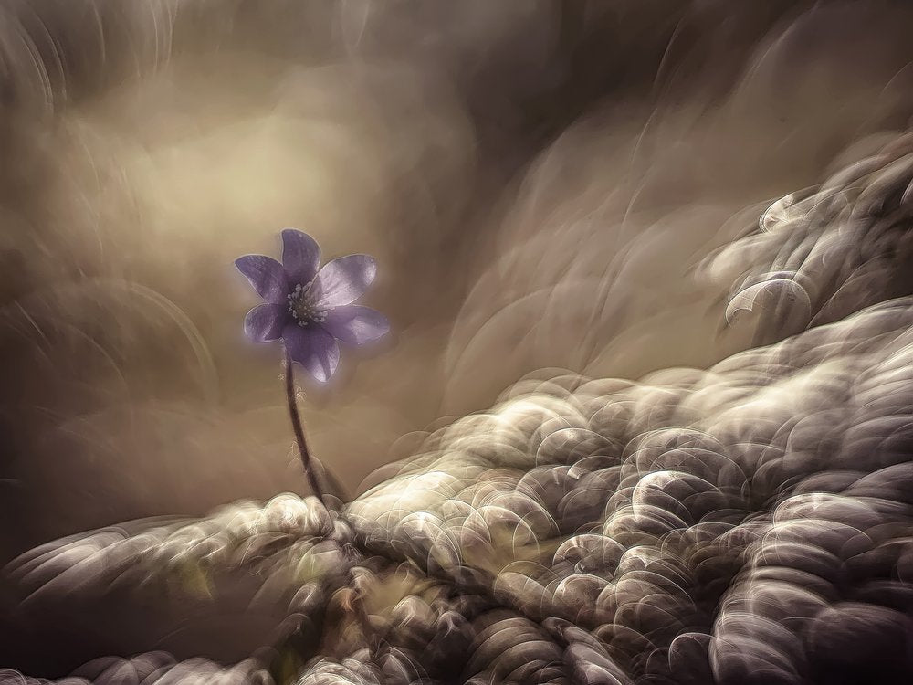 Dreamy Purple Bloom