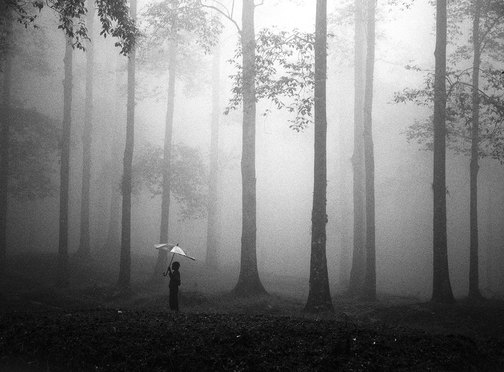 Misty Woods Umbrella