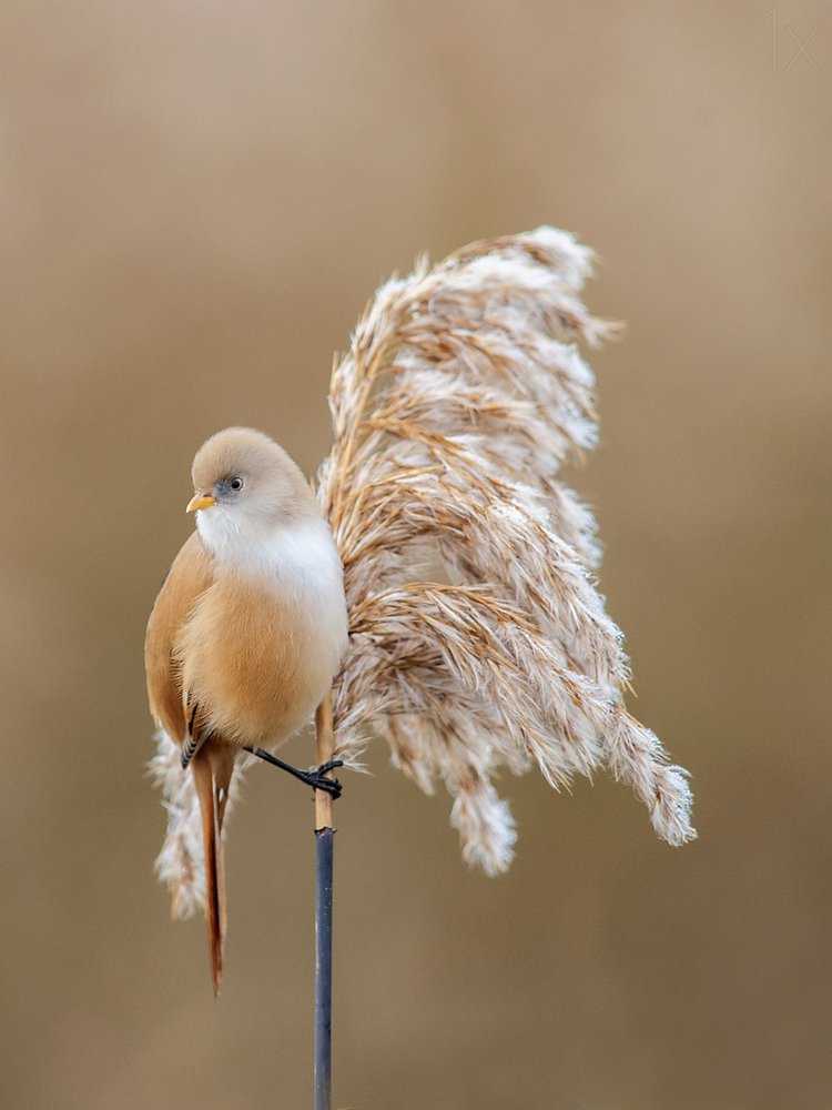 Bird On Fluffy Reed
