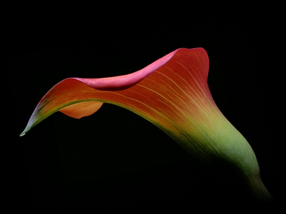 Elegant Calla Lily