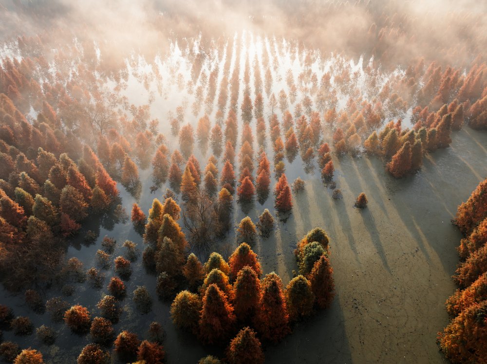 Misty Autumn Forest