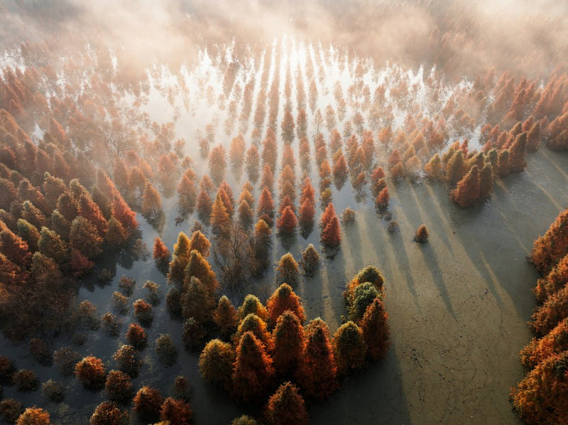 Misty Autumn Forest