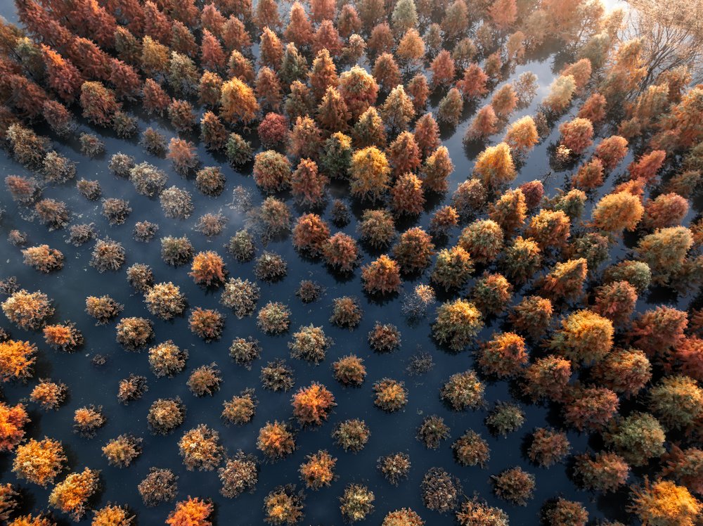 Autumn Trees In Water