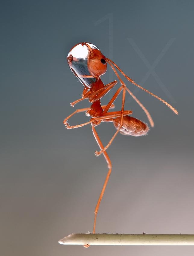 Delicate Ant Balance