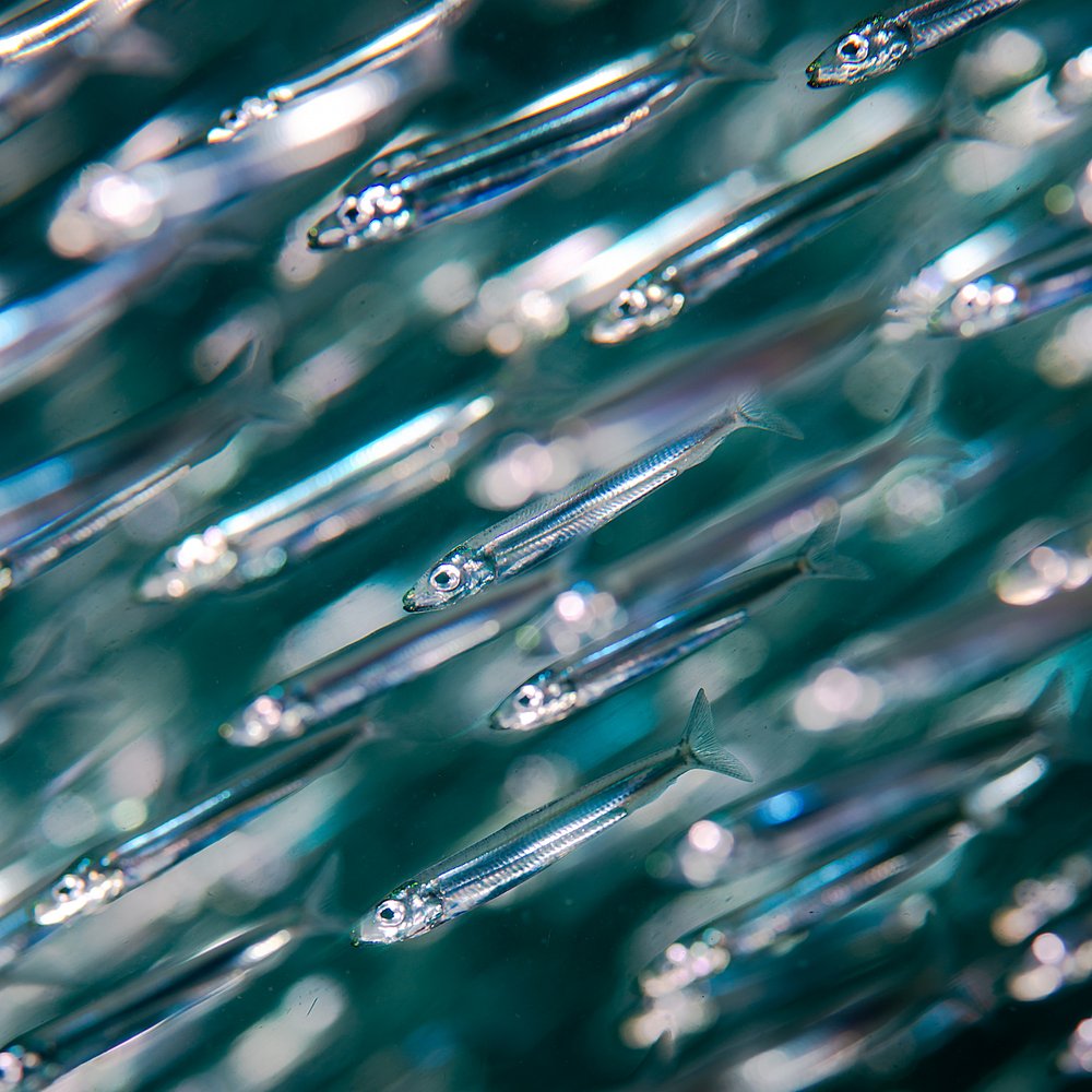 Shimmering Schooling Fish