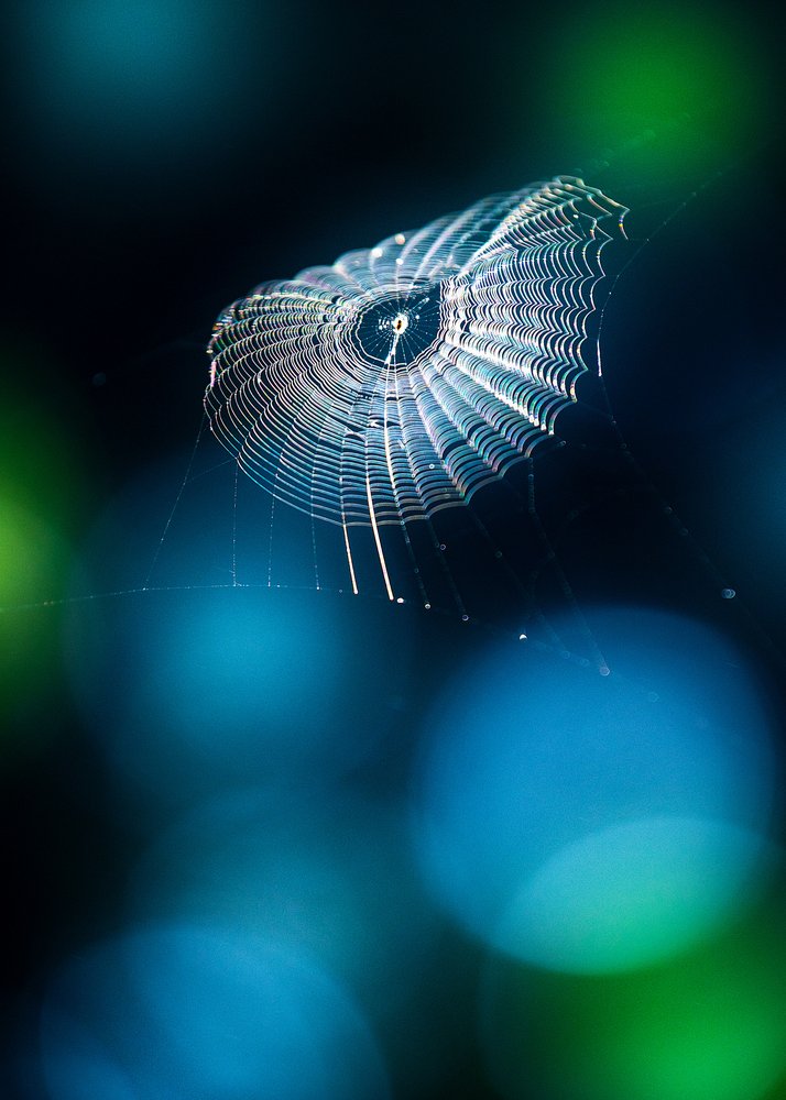 Glistening Morning Web