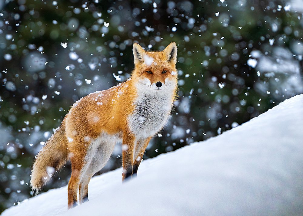 Red Fox In Quiet Snow
