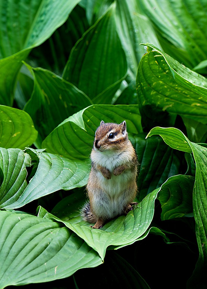 Little Chipmunk In Leaves