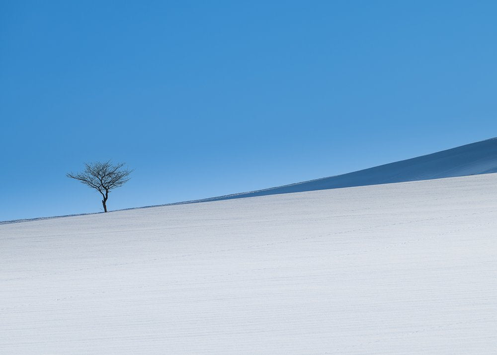Solitary Winter Tree