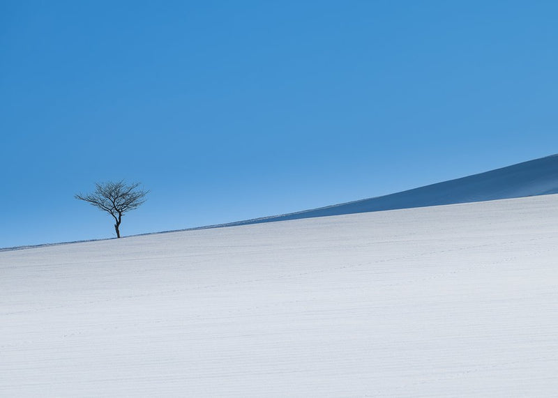 Solitary Winter Tree