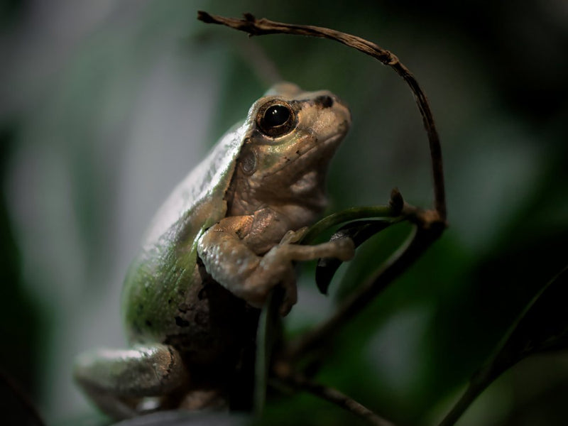 Serene Forest Frog
