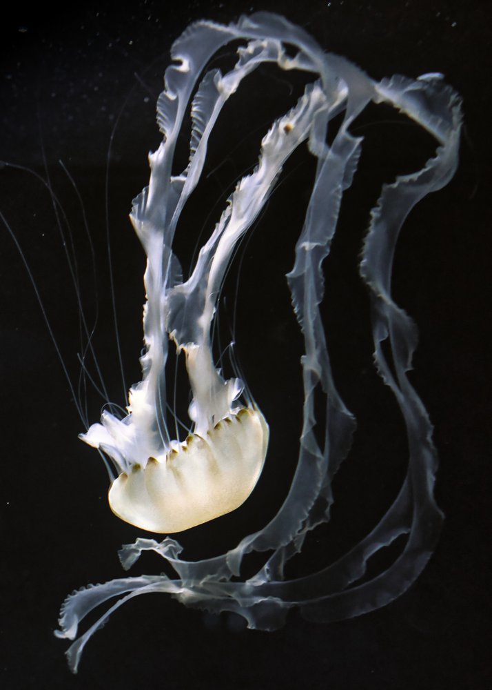 Ethereal Sea Jellyfish